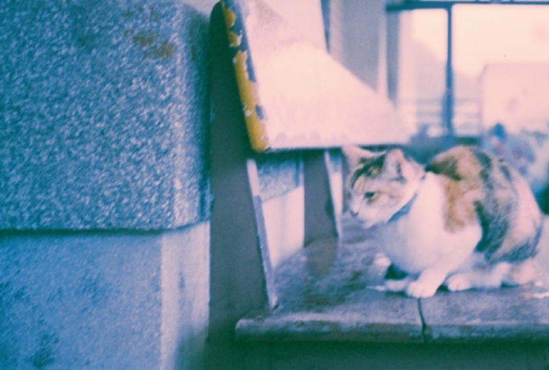 /analog_nostalgia/train-station-cat.jpg